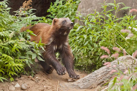 Wolverine quickly jumps out (runs out) from the green thickets of grass, close-up speed of the beast, summer.の写真素材