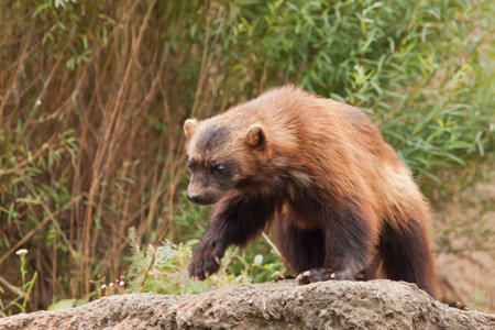 Walking. beautiful wolverine with shiny fur on a rock on a background of green thickets of grass, close-up.の写真素材