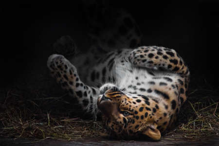 Leopard imposingly rolls on vacation. The Far Eastern leopard lies beautifully on a sleeping bed enjoying its rest, a large beautiful stylish cat.の写真素材