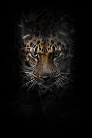 Leopard in the night. A Far Eastern leopard is hunting in the dark. A large beautiful predatory cat is creeping up isolated on a black background.の写真素材