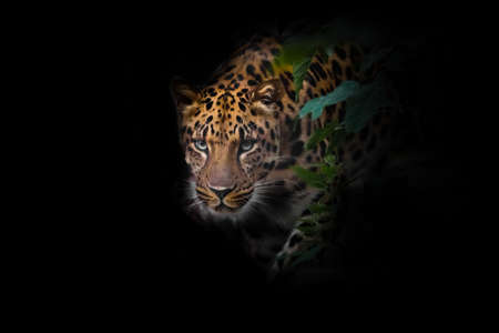 Leopard in the night. A Far Eastern leopard is hunting in the dark. A large beautiful predatory cat is creeping up isolated on a black background.の写真素材