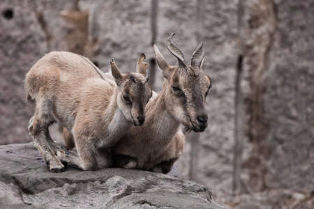 female mountain goat with a cub (vintorny goat, marhur) on a rockの写真素材