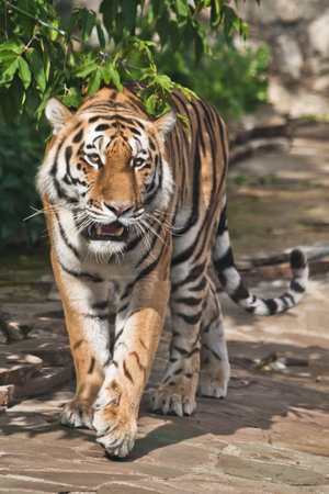 tiger is walking close-up, a bright red-haired big cat on a background of emerald grass and stonesの写真素材