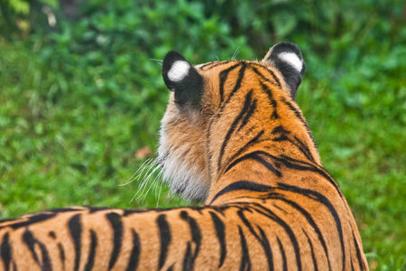 View from the point of view of a tiger on a hunt (view from behind, behind), a red tiger and greenery of the grass jungle in front. You are a tiger.の写真素材