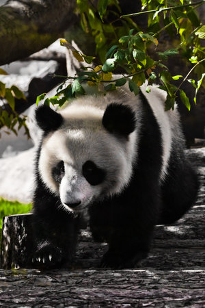 Cute young panda cheerfully walks, a young cute animal with a shiny coatの写真素材