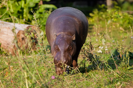 Big fat but pretty on the grass. pygmy hippo (Pygmy hippopotamus) is a cute little hippo.の写真素材