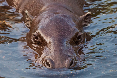 Muzzle in the water. pygmy hippo (Pygmy hippopotamus) is a cute little hippo.