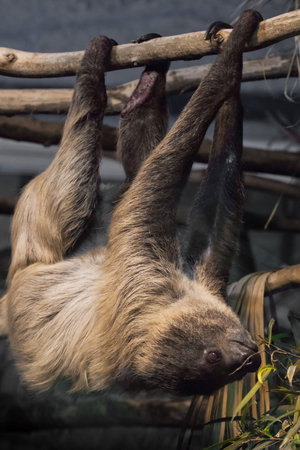 South American sloth hanging on a branch, close-up, a symbol of slowness and idleness
