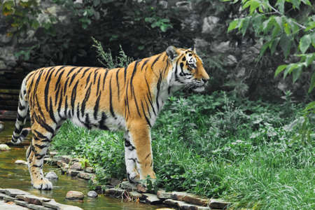 A beautiful tiger, a large predatory cat on the background of a stream and saturated emerald green forest (jungle), a powerful wild beast Amur tiger in summerの写真素材