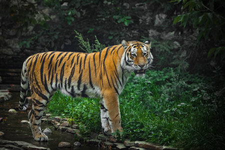 A beautiful tiger, a large predatory cat on the background of a stream and saturated emerald green...