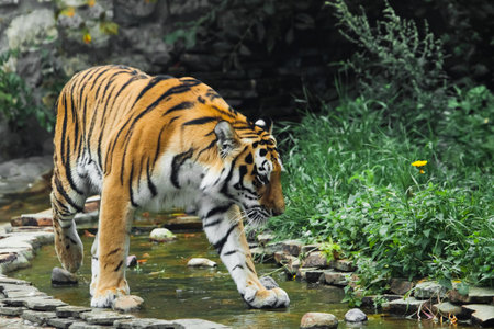 A beautiful tiger, a large predatory cat on the background of a stream and saturated emerald green forest (jungle), a powerful wild beast Amur tiger in summerの写真素材