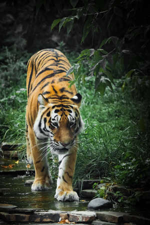 A beautiful tiger, a large predatory cat on the background of a stream and saturated emerald green forest (jungle), a powerful wild beast Amur tiger in summerの写真素材