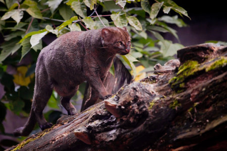 South American jaguarundi cat on a background of foliage is walking on a tree.