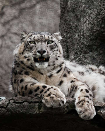 Clean eyes look Chic pose domineering look. Powerful big predatory cat snow leopard sits on a rock close-up.の写真素材