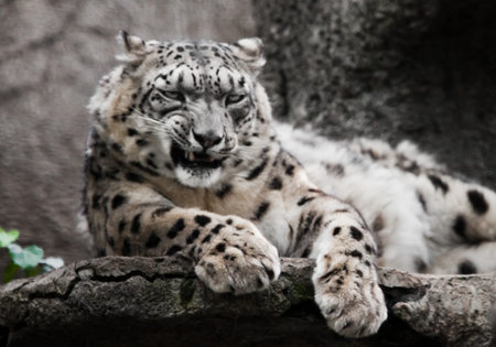 growls viciously, a steady look. Powerful big predatory cat snow leopard sits on a rock close-up.