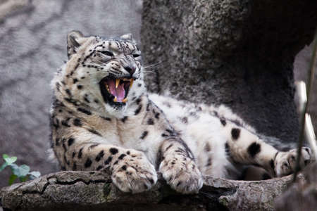 Evil angry roar, teeth. Powerful big predatory cat snow leopard sits on a rock close-up.の写真素材
