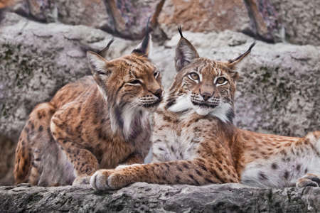 A pair of lynxes sit nearby and caress (lick) each other, a symbol of the family. Beautiful big wild cat lynx.の写真素材