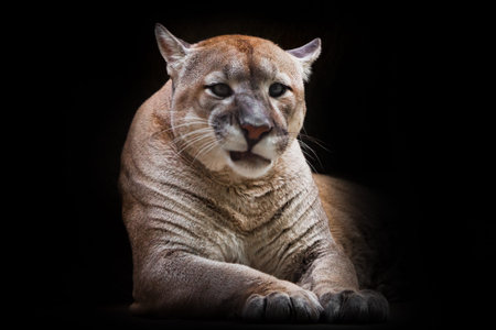 Cougar beautifully and feminine lies on a dark background, a powerful predatory big cat