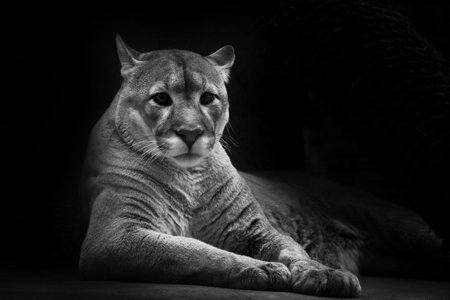 Cougar beautifully and feminine lies on a dark background, a powerful predatory big cat. Black and...
