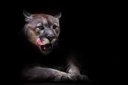 A female cougar ((puma)) peeps out of the darkness and greedily predatoryly licks its face with its red tongue, dreaming of devouring prey. symbol of female sexuality, dark background.の写真素材