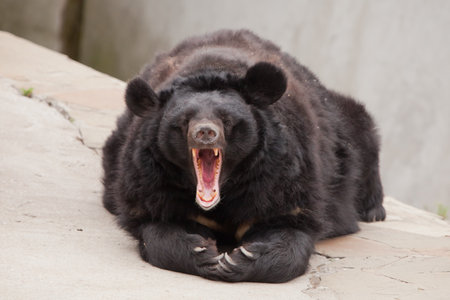 Black bear fluffy predatory beast lies and rests, stone desert background. open mouth of a bear.の写真素材