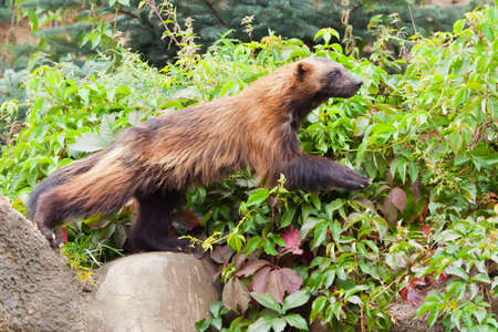 A nimble red-headed wolverine (summer fur) runs along the green thickets of plants against the rocks. A dexterous fluffy predatory animal.の写真素材