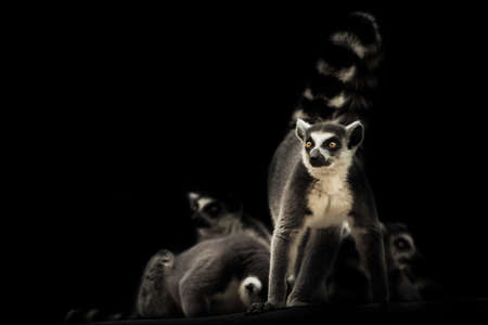 Vigilant and ready to protect the family feline lemur on a dark background with sleeping other lemurs. Symbol of male protection and care.の写真素材