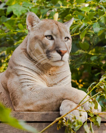 Puma (cougar) sits on a platform surrounded by green leaves, a big cat.の写真素材