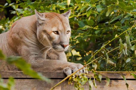 Puma (cougar) sits on a platform surrounded by green leaves, a big cat.の写真素材