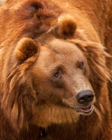Huge red hairy bear face full face in full screen. but a sweet, kindly expression on the face. a symbol of power and calm strength and confidence.の写真素材