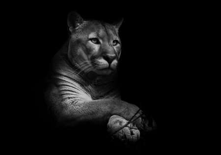 A proud beautiful predatory cat sits in the darkness. cat in the night forest, black background. Puma (cougar) black and white photo, minimalism.の写真素材