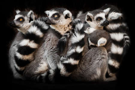 animals (ring-tailed lemur) sleep in a group, eyes from a ball of hairy bodies, a symbol of sleep and nightmares glow from the darkness.の写真素材