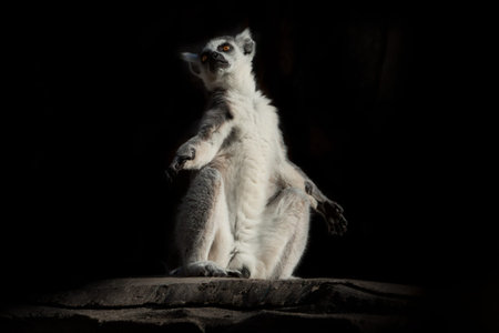 ring-tailed lemur in the dark (black background) sits as if engaged in spiritual prakiki...