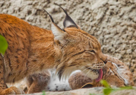 Mom gently licks her kitten. symbol of care and love. Muzzle of a big beautiful cat lynx closeup in summerの写真素材