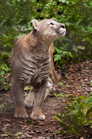 Puma (cougar) is preparing to jump, close-up of a powerful muscular body of the beast on a...