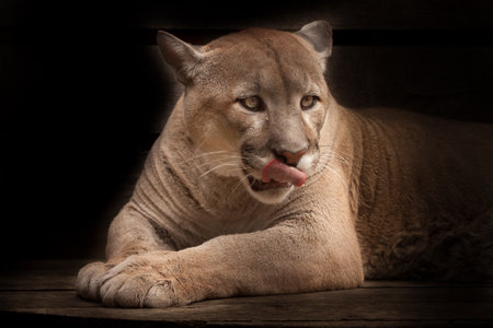 Puma (cougar) greedily licks lies isolated on a black background; slender powerful muscular body of the beast, portraitの写真素材