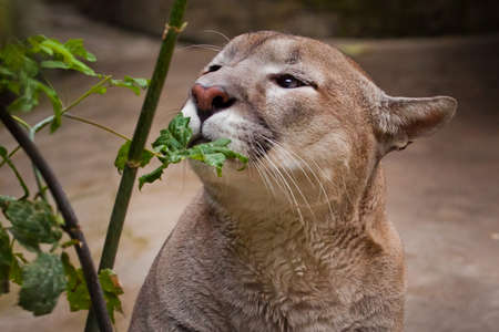 Puma (cougar) sniffs a leaf of greenery on a twig. Slender powerful muscular body of the beast, portrait close-upの写真素材