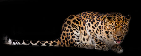 Leopard with a long tail lies isolated on a black background.の写真素材