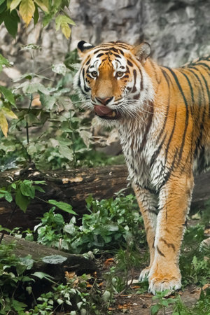 A tiger against a background of greenery will smudge and lick a red predator on a close-up, against...