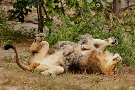 A powerful male lion plays and rolls on his back against the background of bushes.の写真素材