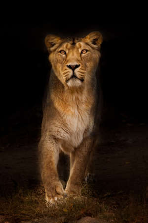 beautiful powerful lioness at night illuminated by light, the beast on a dark backgroundの写真素材
