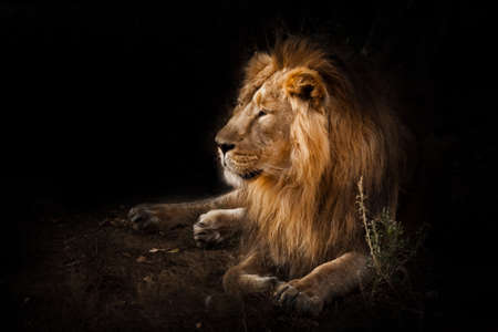 The beast is a powerful maned male lion. Impressively lies and rests at night, black background, consecrated by light.の写真素材