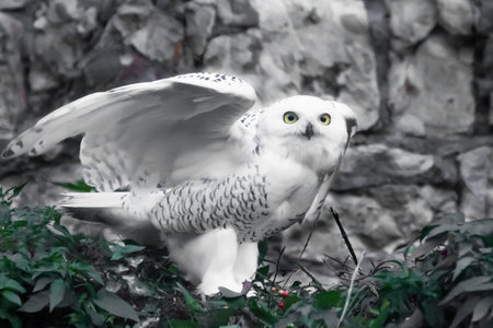White polar owl in summer, wild beautiful bird of prey.