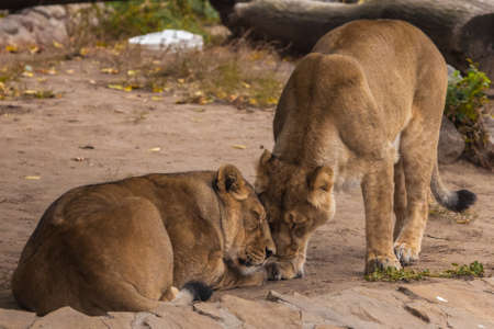 girlfriends hug and rub their faces. Lioness female is a large predatory strong and beautiful African cat.の写真素材