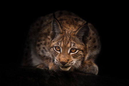 Lynx looks curiously out of the darkness (ambush) black night background. a beautiful cat lynx sits on a stoneの写真素材