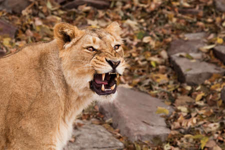 Snarls snarls, bared teeth of malice in eyes. symbol of rage. Portrait of a confident look. Powerful muscular lioness close-up.の写真素材