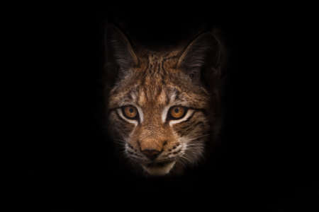 Cat's face with a curious look (lynx) isolated on a black background.の写真素材