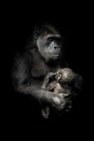 tender monkey with a baby in her arms. Gorilla monkey mother (or her sister) nurses her little baby infant, cute scene. isolated black background.の写真素材