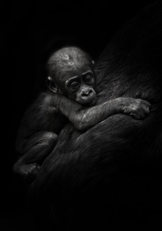 sad little cub. Cute little gorilla kid clings to mother's coat. isolated black background.の写真素材