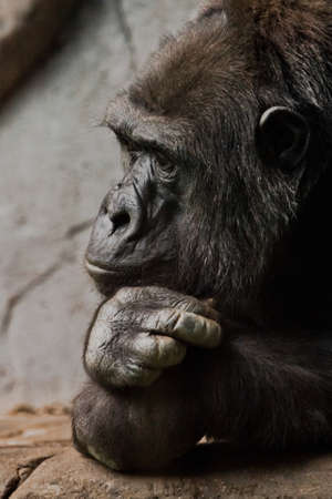 Pensive pose, hand props his head. Monkey anthropoid gorilla female. a symbol of brooding rationality and heavy thoughts.の写真素材